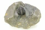 Multi-Toned Diademaproetus Trilobite - Ofaten, Morocco #286547-4